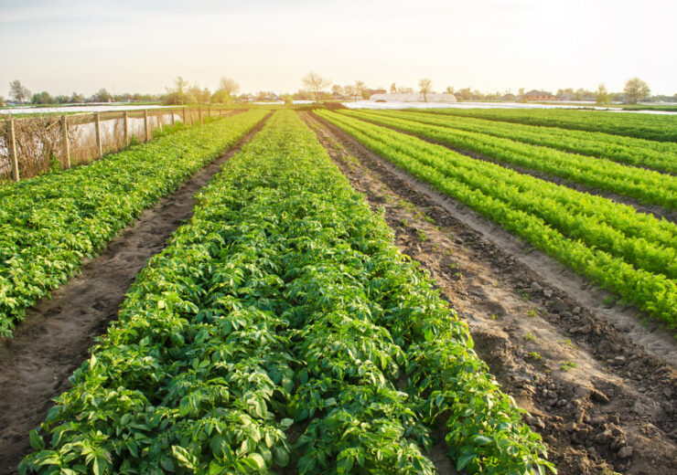 Revoluționarea agriculturii: Ascensiunea fermelor hidro-tehnologice